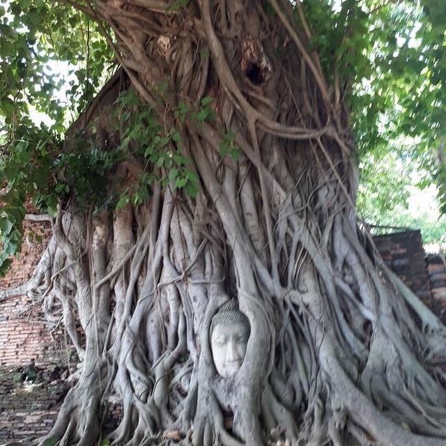 Ayutthaya,Thailand 🇹🇭