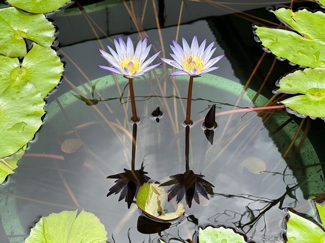 香港遊 | 大嶼山 | 寶蓮禪寺 | 香港荷花節 (下)