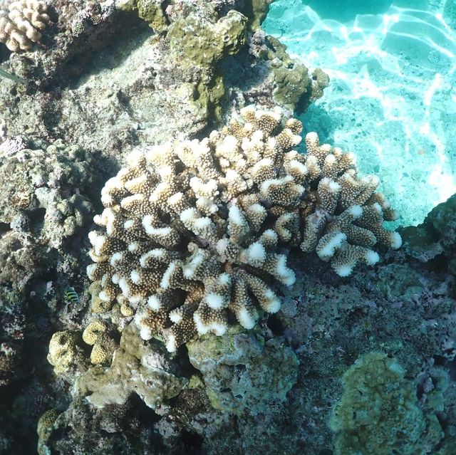 與海龜共舞🐢｜小琉球花瓶岩