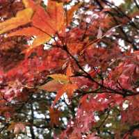 【鹿児島】人生で一度は行くべき‼️神秘的な空気を感じてみては⛩🌿