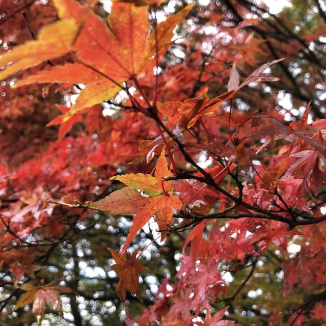 【鹿児島】人生で一度は行くべき‼️神秘的な空気を感じてみては⛩🌿 【鹿児島】人生で一度は行くべき‼️神秘的な空気を感じてみては⛩🌿
