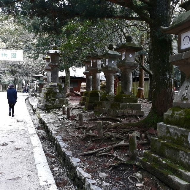 Exploring Nara With Adorable Deers - Nara Park