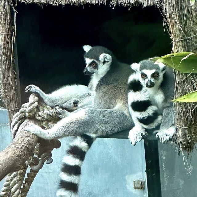 Beautiful Zoo in Sydney 