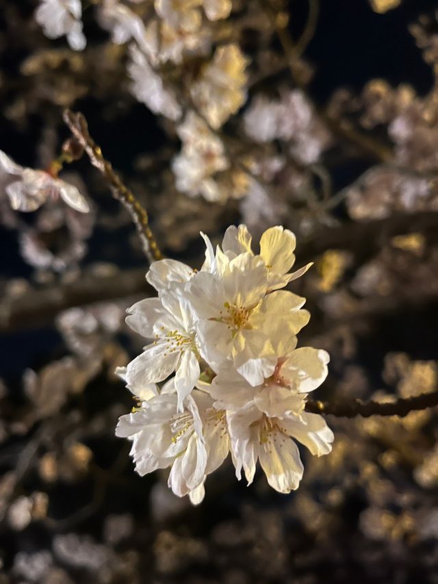 【兵庫・加古川】日岡山公園🌸