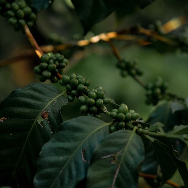 ชิมกาแฟขุนช่างเคี่ยน ของดีบนดอยจากเชียงใหม่