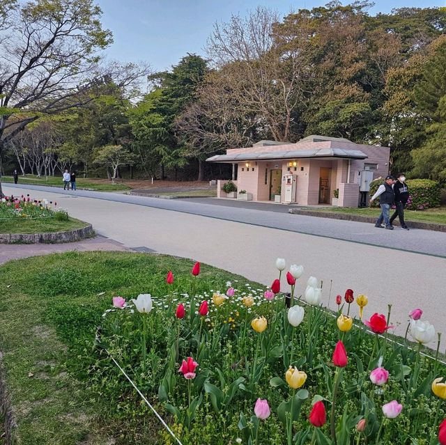去福岡美術館🎭欣賞草間彌生的南瓜