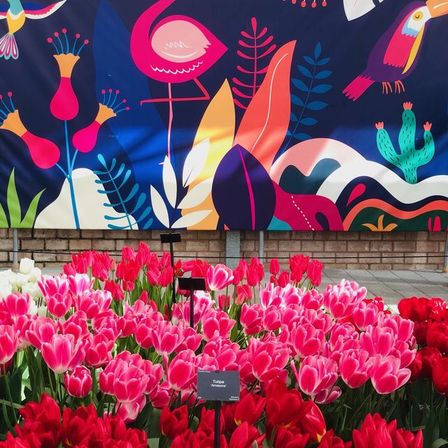荷蘭🇳🇱盧瑟·花卉展覽活動&花藝創作比賽🌷🍀 Keukenhof 庫肯霍夫