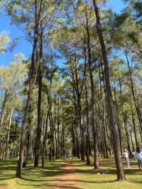 สวนสนแม่แตง 🌲✨