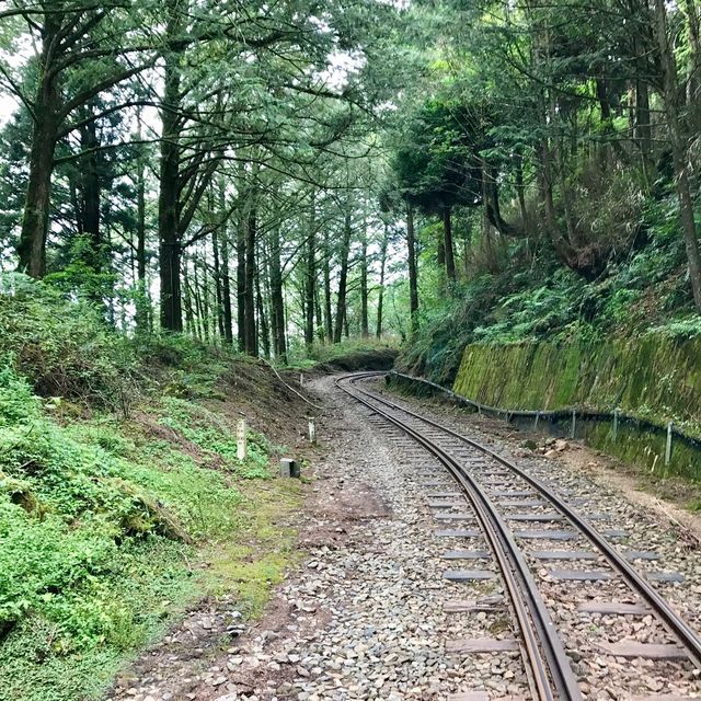 The Gorgeous Alishan Nature Reserve