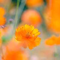 Olympic Park's Wildflower Maru Blossoms 