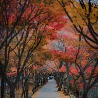 男鹿國定公園 🍁🌲迷人秋色🍂🏞️