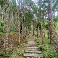 Gaharu Tea Valley in Gopeng