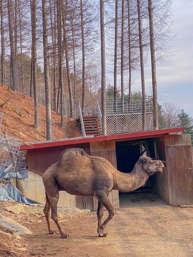 홍천 여행 코스 📍알파카월드 🦙