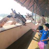 泰國最大野生動物園Safari world