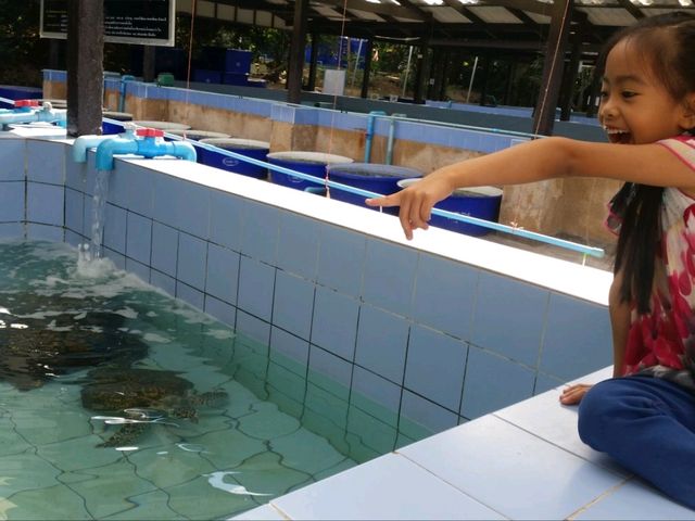 พาเด็ก มาดูเต่าทะเล