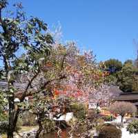 上賀茂神社の桜は五分咲きで華やかだった。
