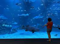 Aquarium​ Phuket ที่ใหญ่ที่สุดในประเทศไทย​