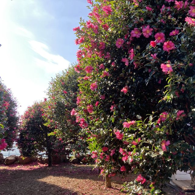 제주 동백꽃 명소 “동백 포레스트”🌺