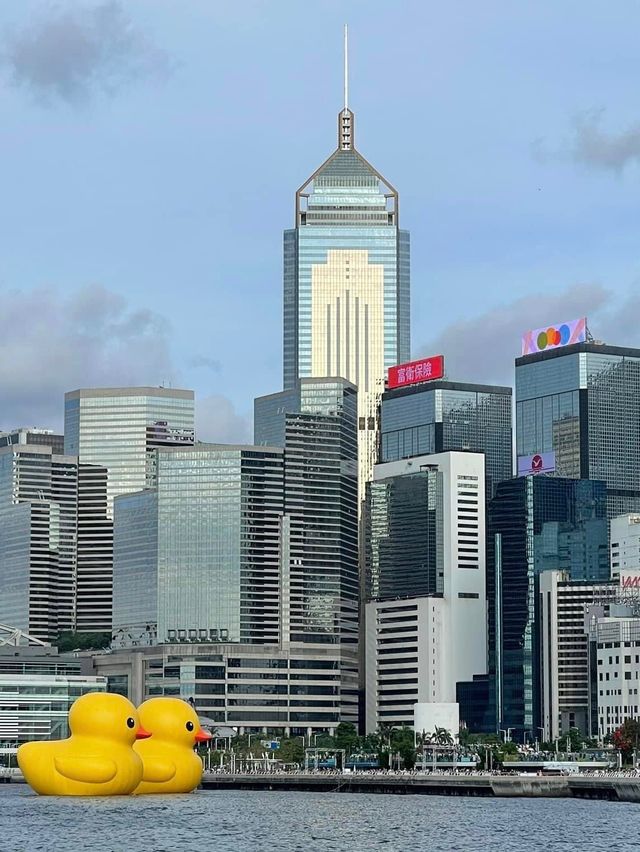 橡皮鴨番尼啦🥹維多利亞港最新打卡位❤️童年小黃鴨😎