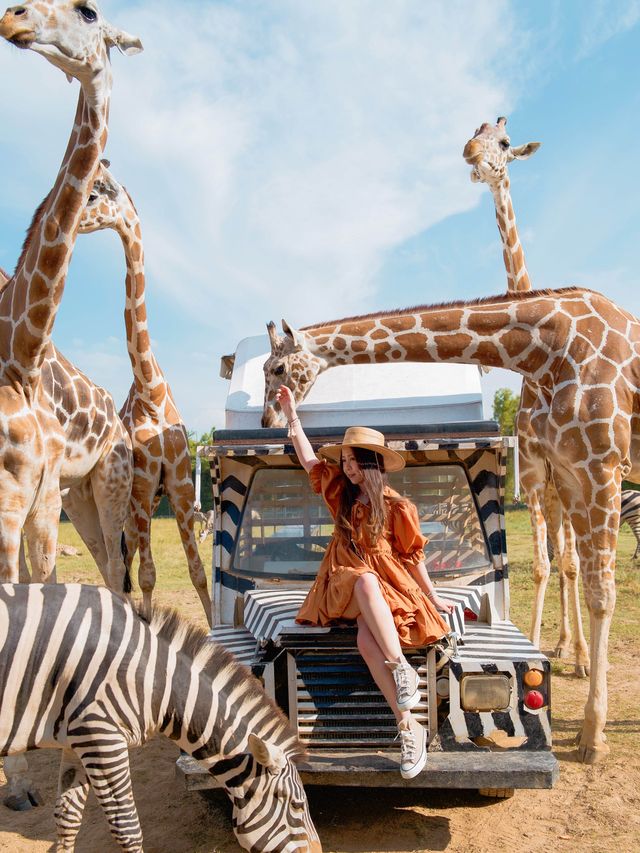 和可愛的長頸鹿來一次親密接觸🦒泰國野生動物園旅遊