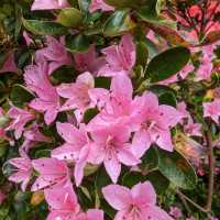 Isabella Plantation