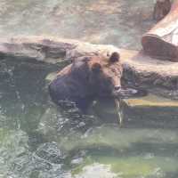 大自然的奇妙冒險！深圳野生動物園🦁🌳