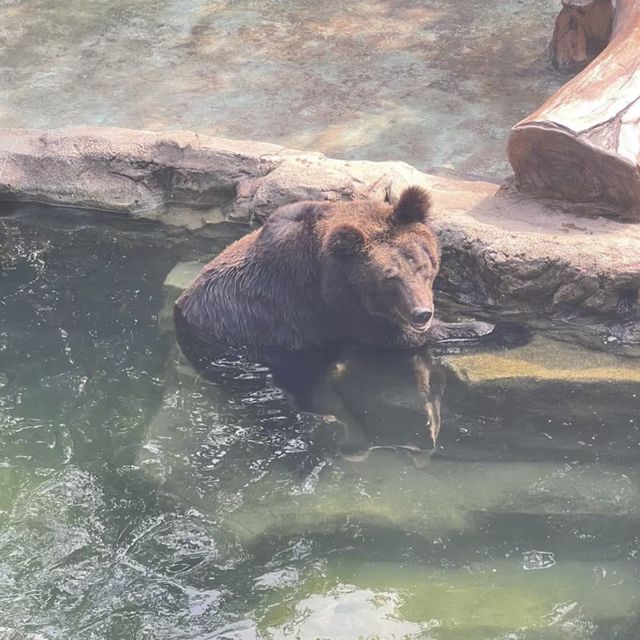 大自然的奇妙冒險！深圳野生動物園🦁🌳