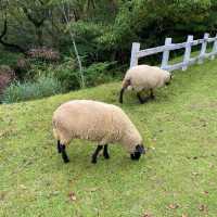シープドッグショーの牧羊犬ソフィちゃんの働きぶりがすごすぎる六甲山牧場の【南エリア】