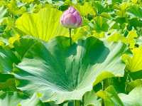 【東京都/不忍池】不忍池で蓮の花鑑賞