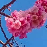［陽明山 美景］平菁街42巷櫻花盛開