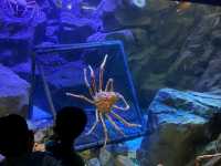 Amazing Animals at Ocean Park Hong Kong! 