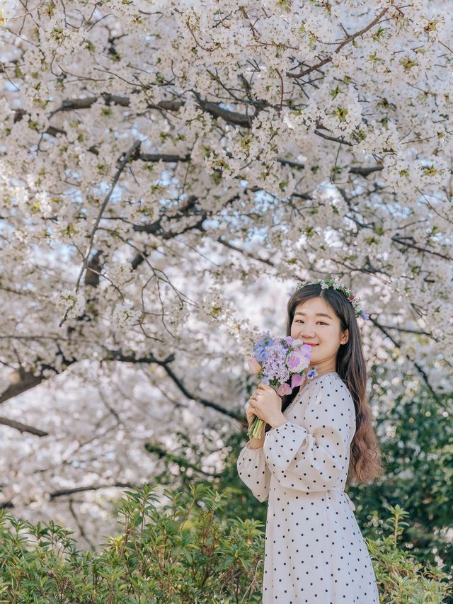 나만 알고싶은 부산 벚꽃 명소, 황령산