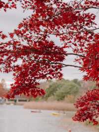 Showa Memorial Park in autumn 🍁🇯🇵