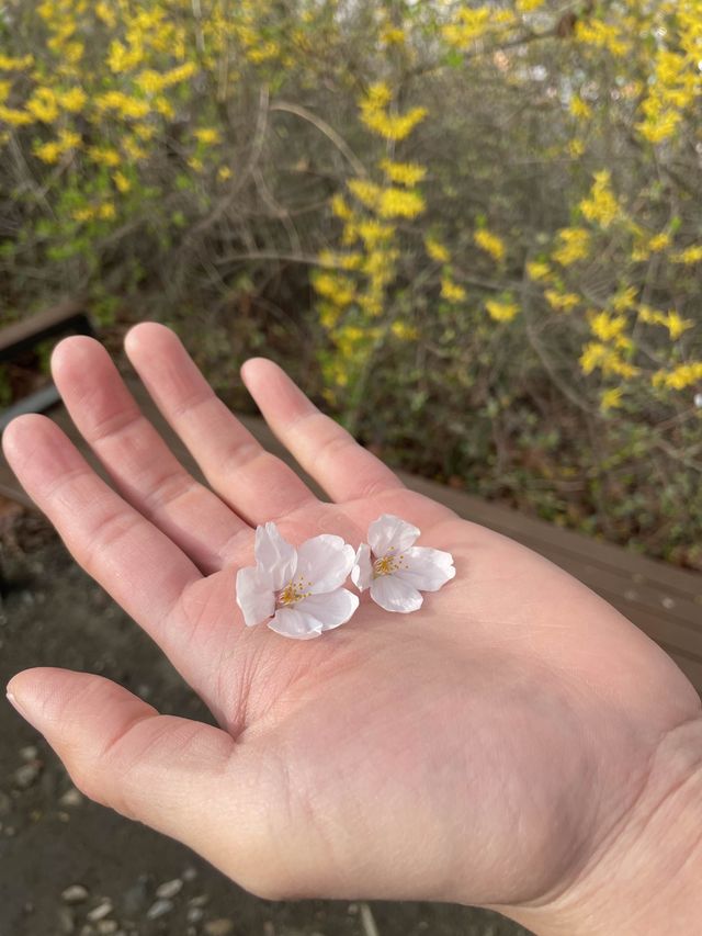 주말 봄꽃 나들이 추천;: 대전 한밭 수목원🌼