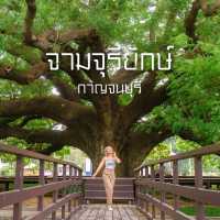 ต้นจามจุรียักษ์ กาญจนบุรี ร่มรื่นยิ่งใหญ่มาก
