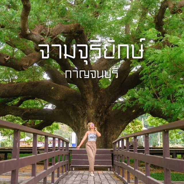 ต้นจามจุรียักษ์ กาญจนบุรี ร่มรื่นยิ่งใหญ่มาก