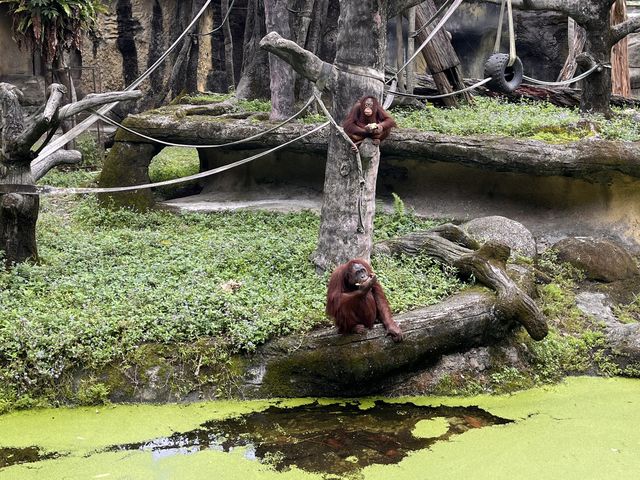 體力挑戰遊台北動物園