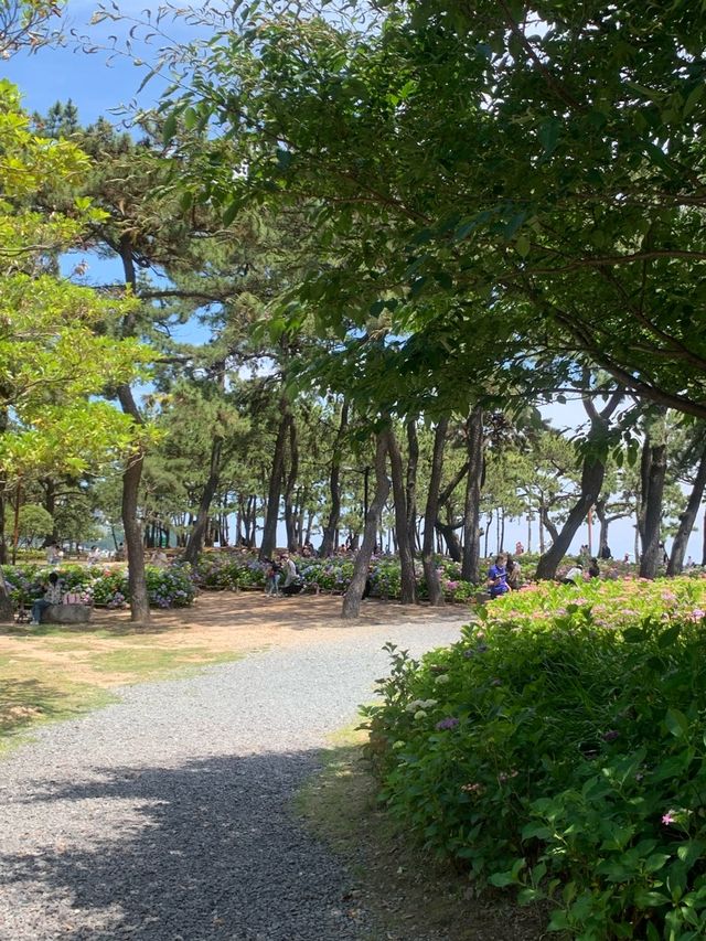 부산 송림공원 수국
