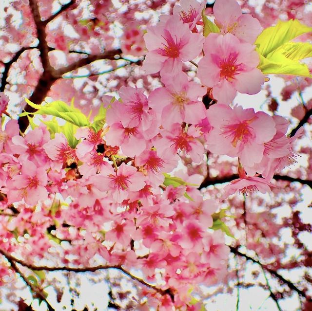 愛知県植木センター