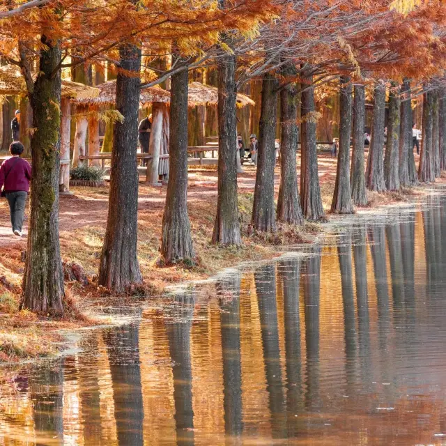 Damyang Metasequoia Road