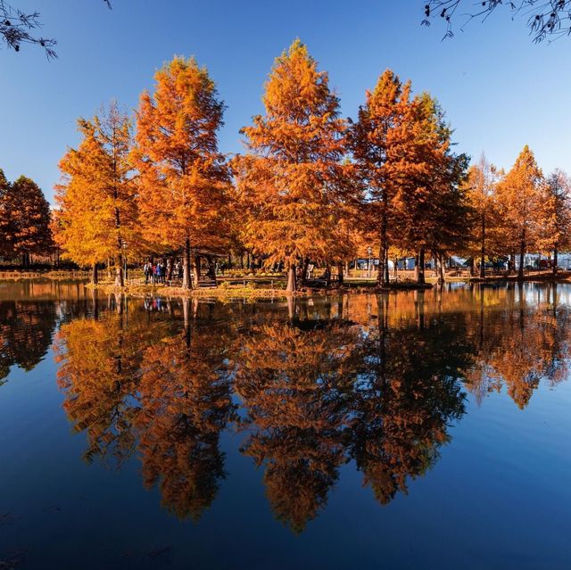 Metasequoia-gil is a place to go in Autumn 