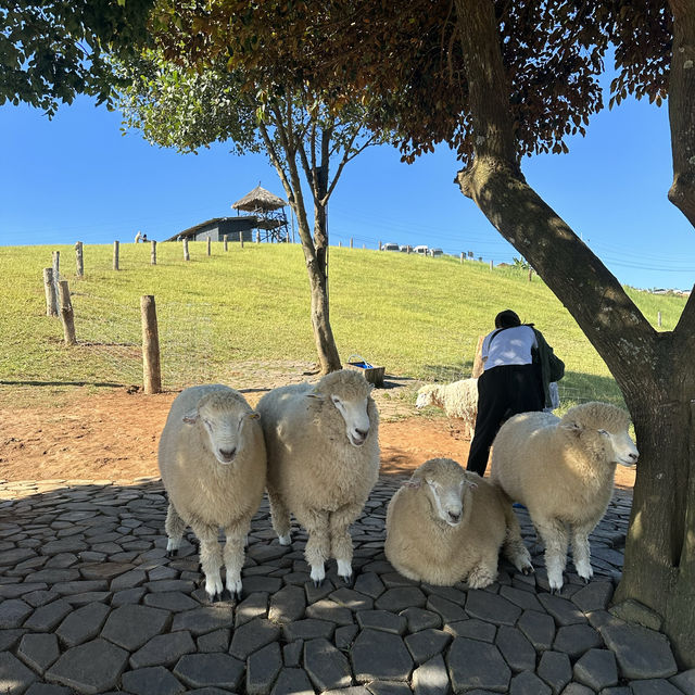 “A little country charm @ Chiang Rai”