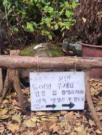 🌲포토스팟이 가득한 나만알고싶은 제주동쪽 "비밀의숲"🌲