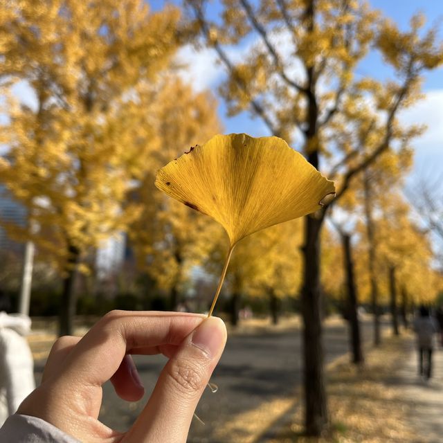 大阪的金秋～最美的銀杏小徑