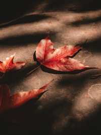 ใบเมเปิ้ลแดงสวยมากเลย 🍁