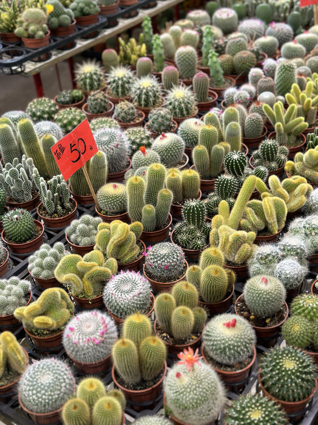建國假日花市：花卉與玉器的亞洲最大市場 🌸🛍️