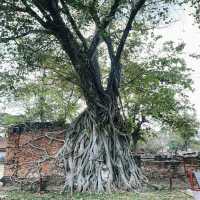 Sighting Miracle Nature Buddha Statue Tree