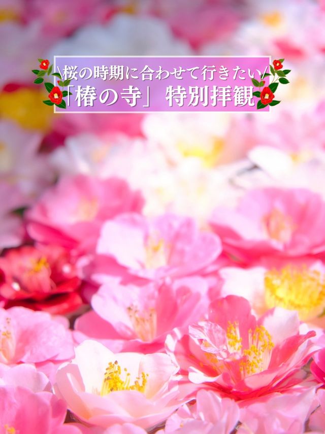 椿だらけのお寺を紹介💡※近隣スポット情報付