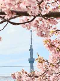 【旧中川の桜/東京都】河津桜と大寒桜、スカイツリーも楽しめる！