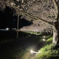 夜の川に映り込む桜のリフレクションが素敵